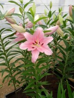 [4217 Homerus No201.JPG]